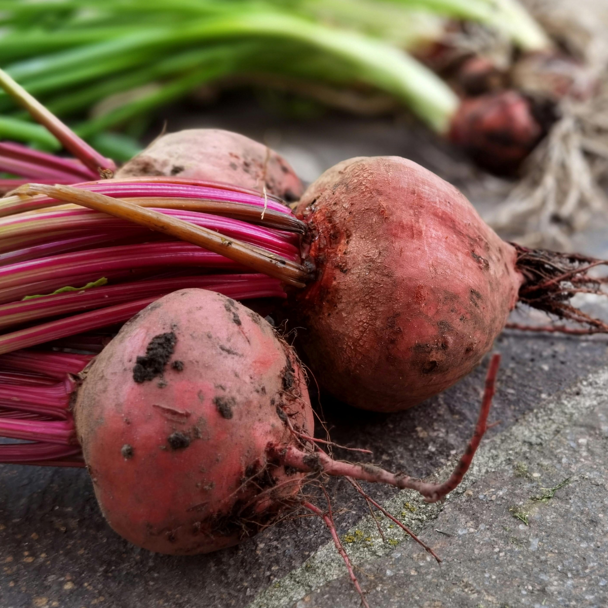 Semilla Betarraga Detroit