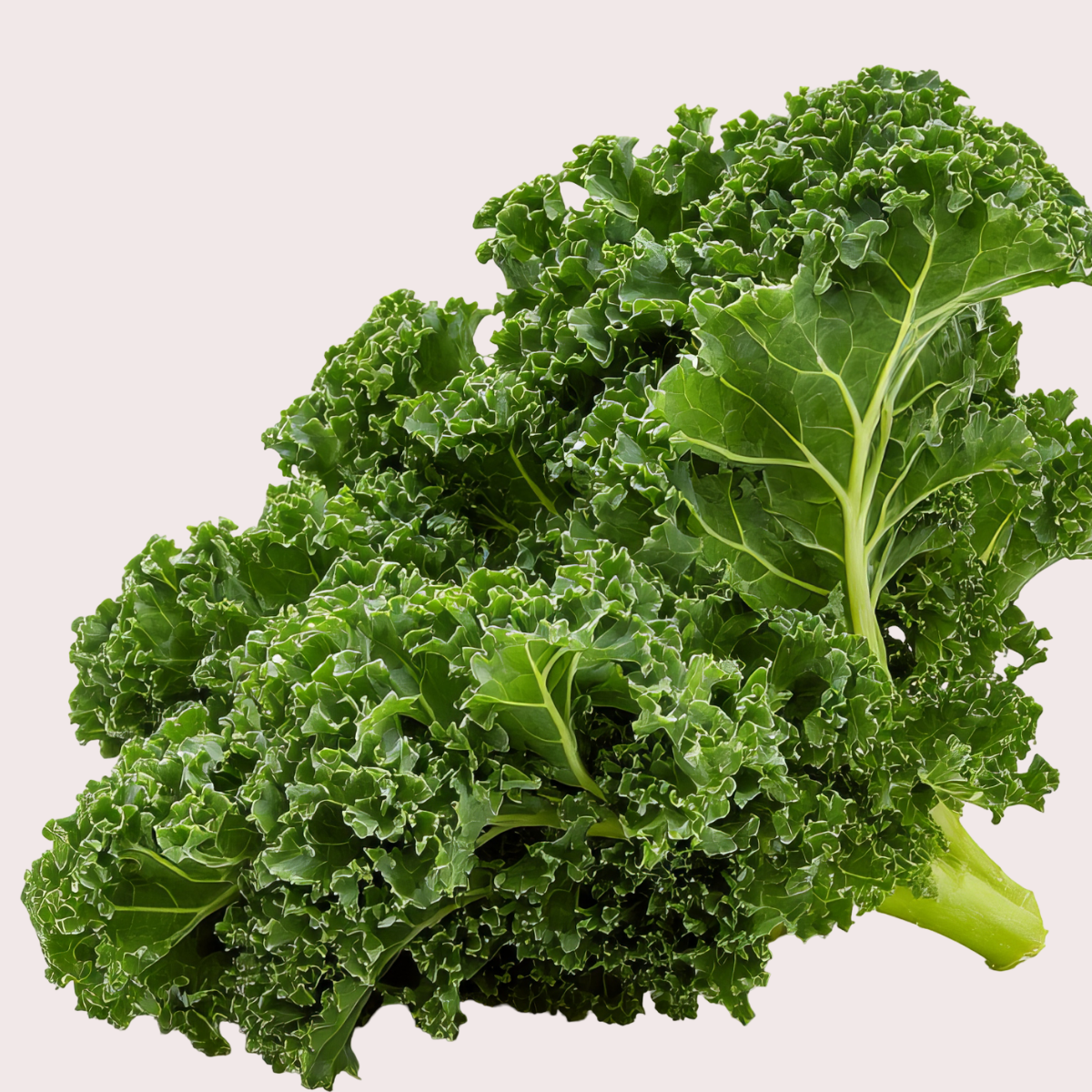 Semilla Kale Risado