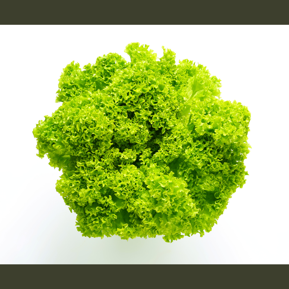 Semilla Lechuga Lollo Rubia