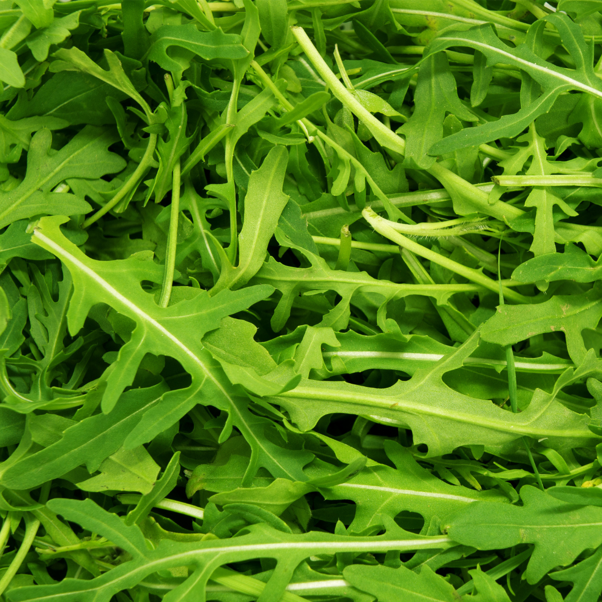 Semilla Rúcula Cultivada