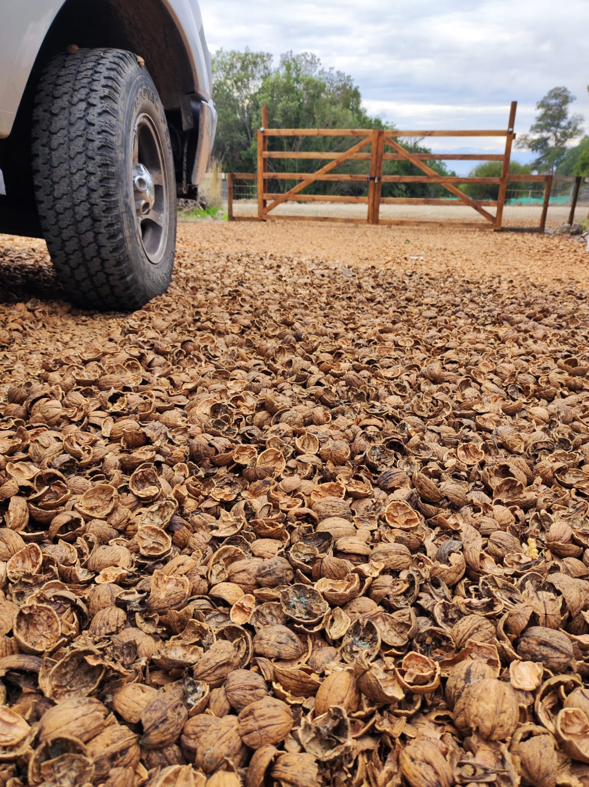 Mulch Cáscara de Nuez (tamaño M) Saco 40 Litros
