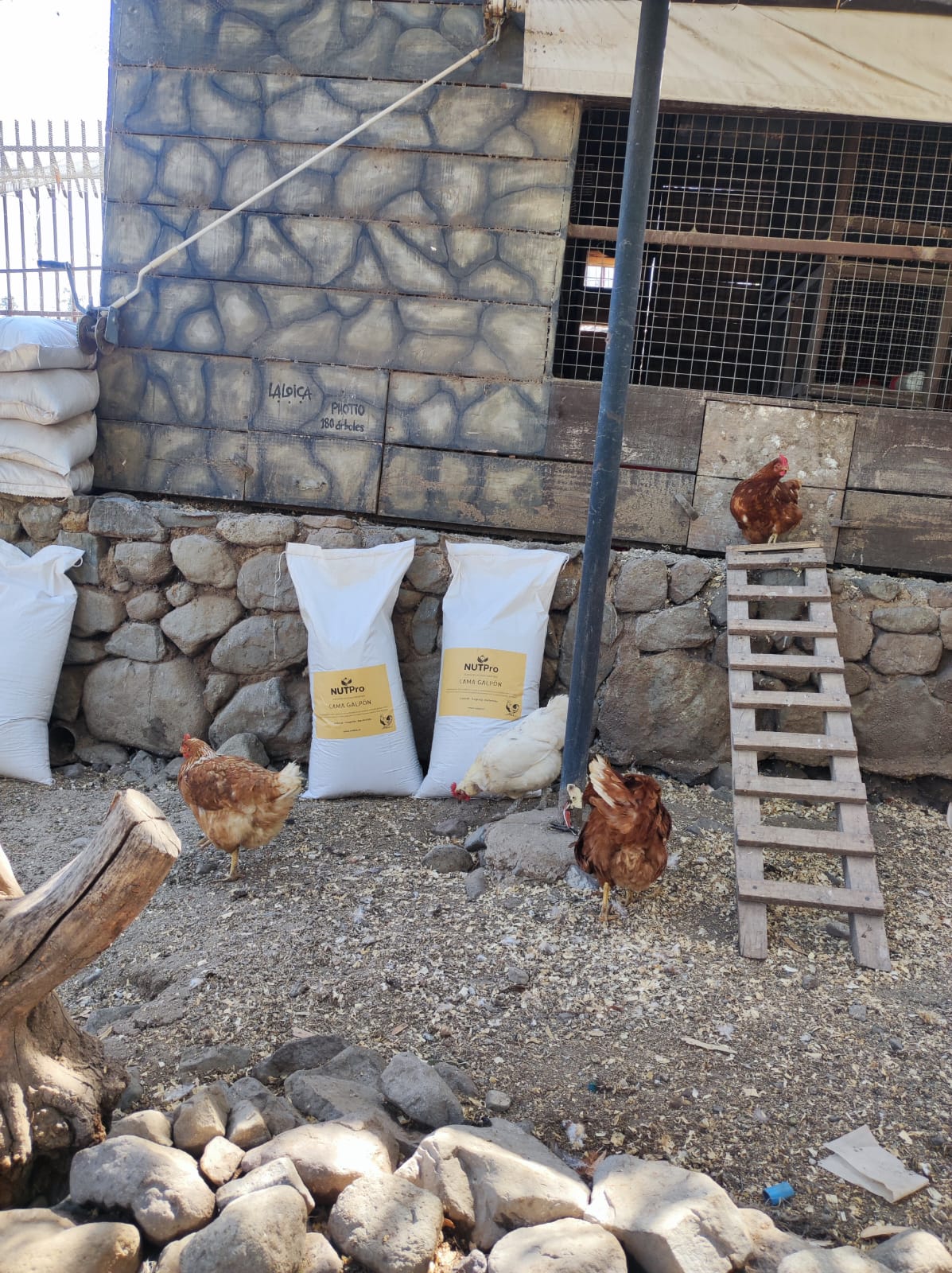 Cama Galpón Gallinero / Cáscara de Nuez (Arena)