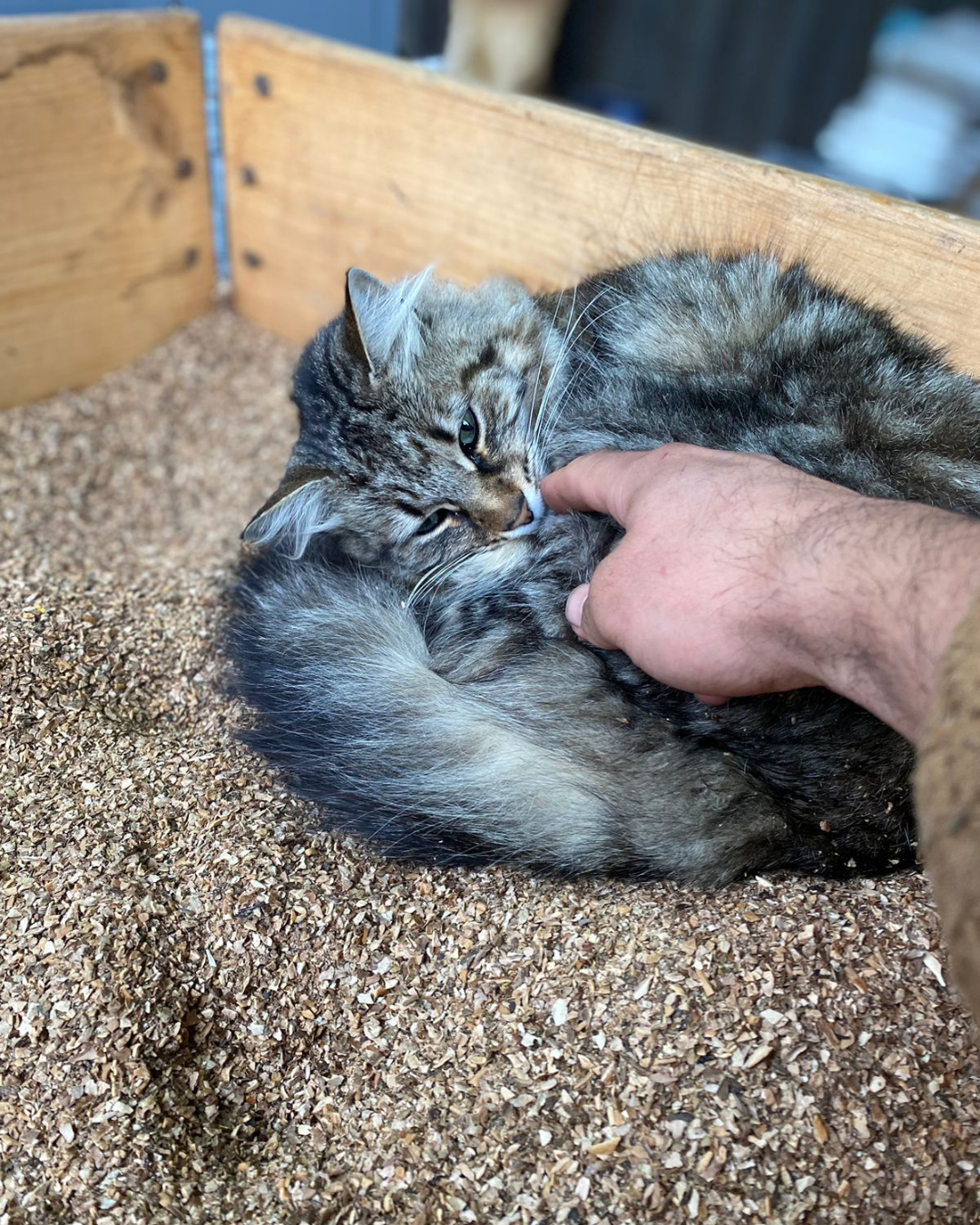 Ecoarena sanitaria 10 litros cáscar ade nuez Nutpro