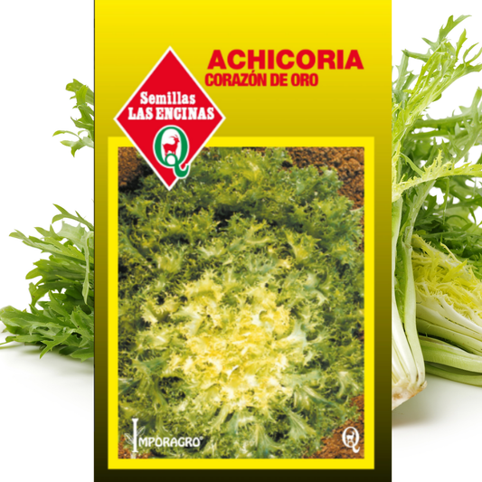 Semilla Achicoria Corazón de Oro