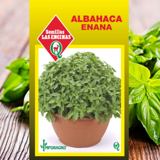 Semilla Albahaca Enana
