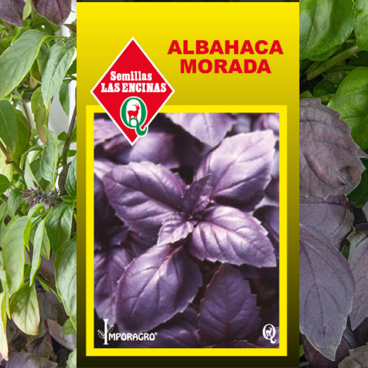 Semilla Albahaca Morada