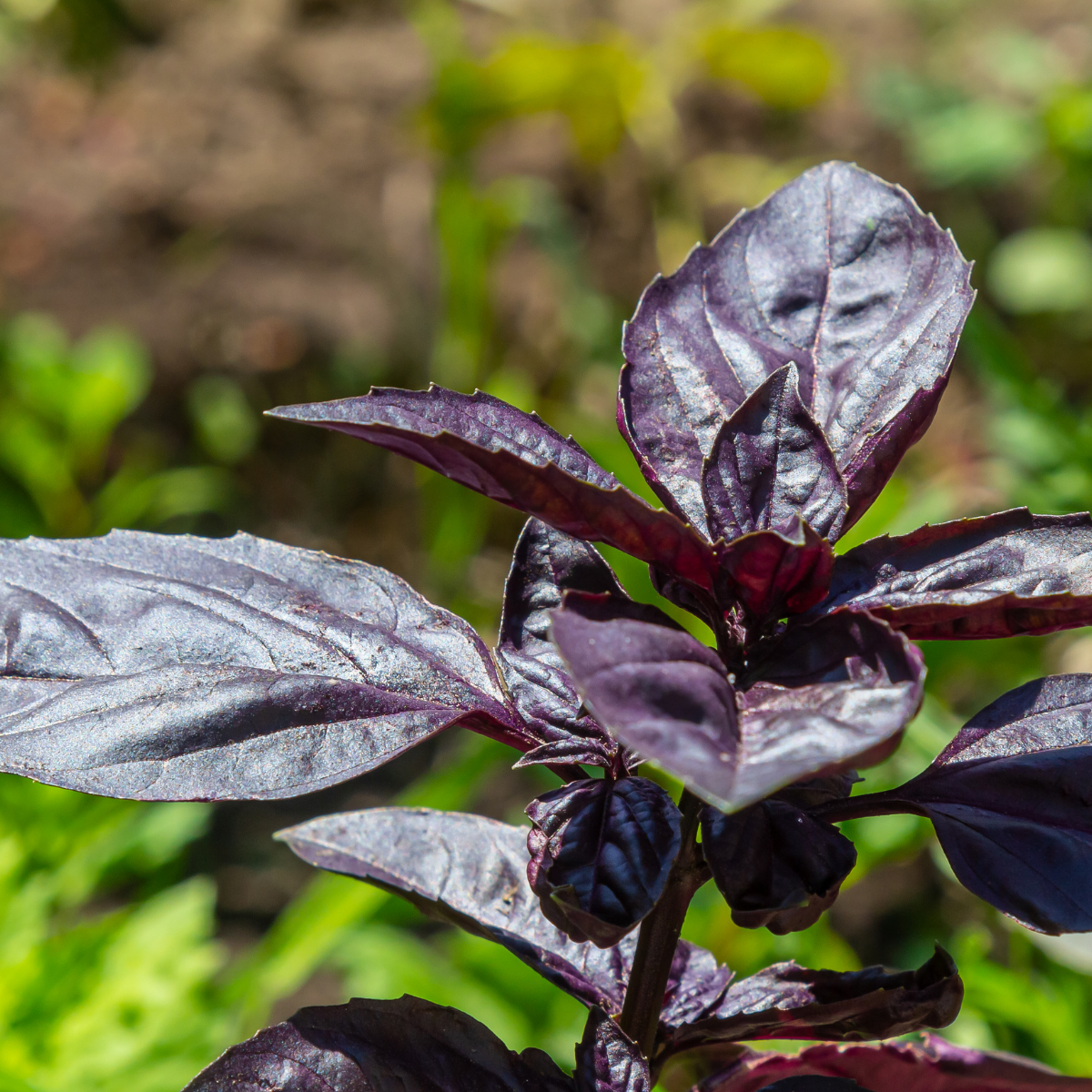 Semilla Albahaca Morada