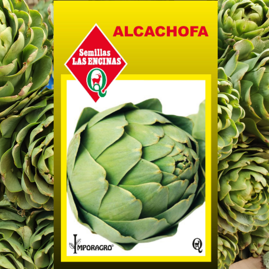 Semilla Alcachofa