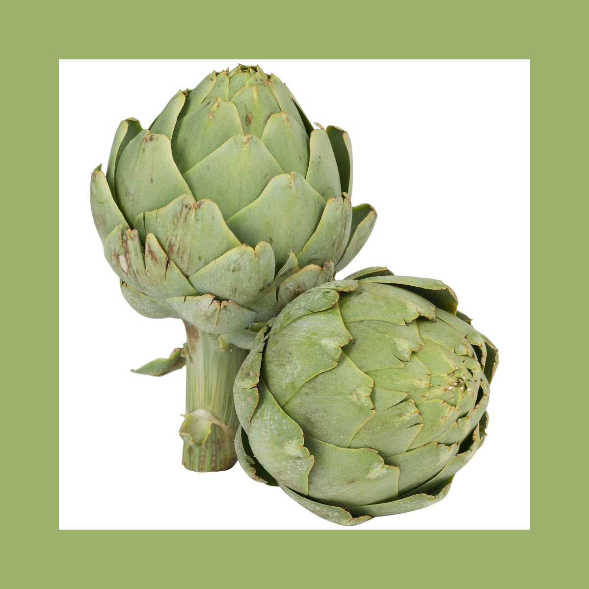 Semilla Alcachofa