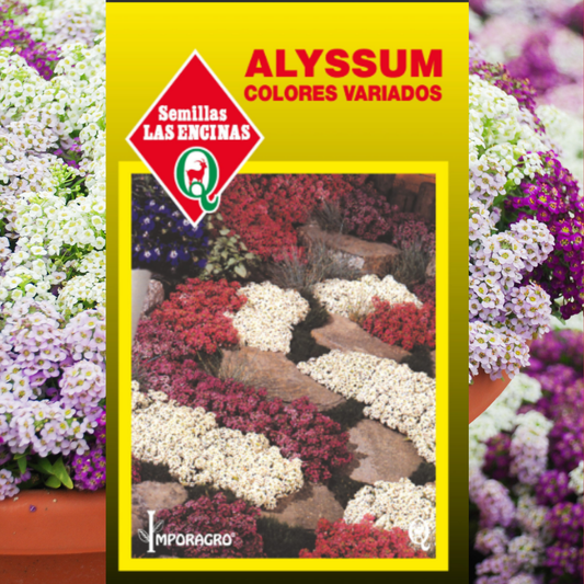 Semilla Alyssum Colores