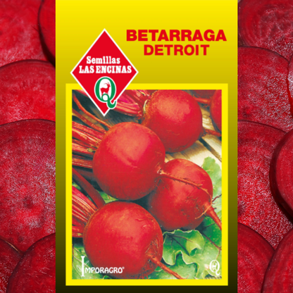 Semilla Betarraga Detroit