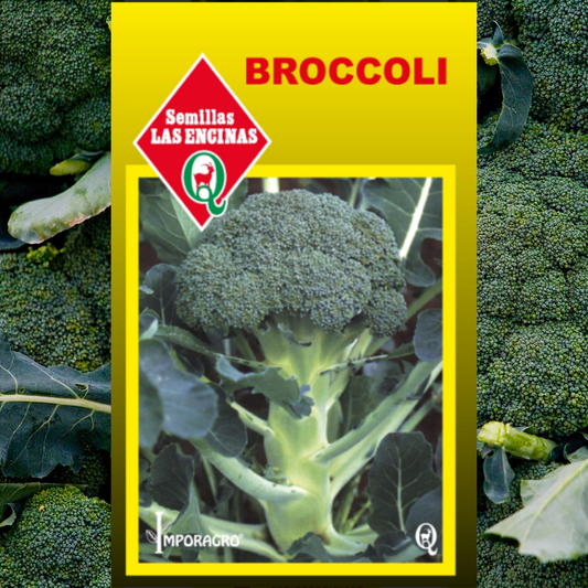 Semilla de Broccoli