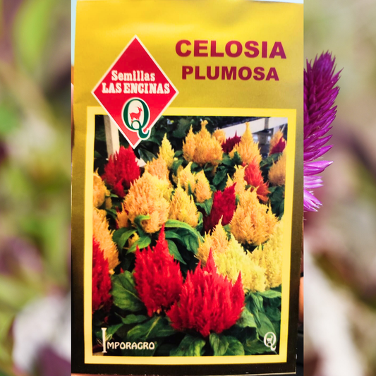 Semilla Celosia Plumosa