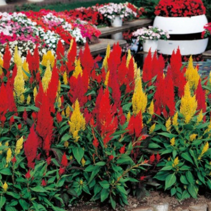 Semilla Celosia Plumosa
