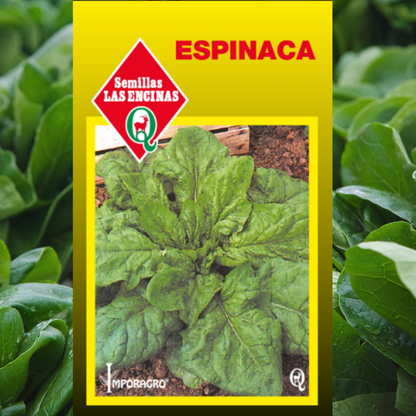 Semilla Espinaca