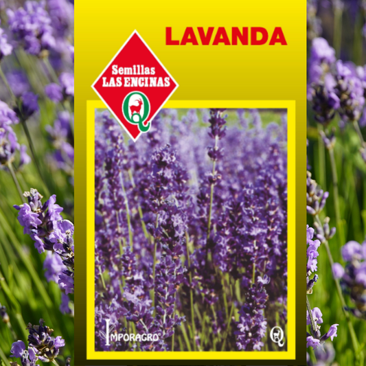 Semilla de Lavanda