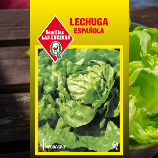 Semilla Lechuga Española