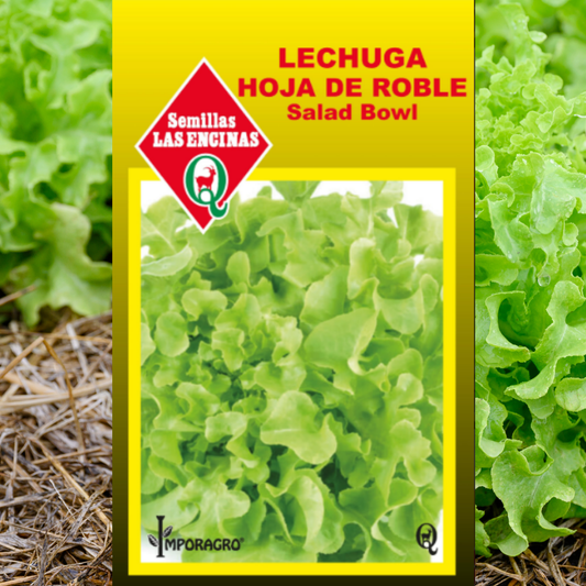 Semilla Lechuga Hoja de Roble