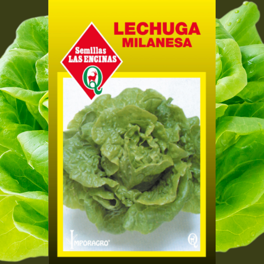 Semilla Lechuga Milanesa