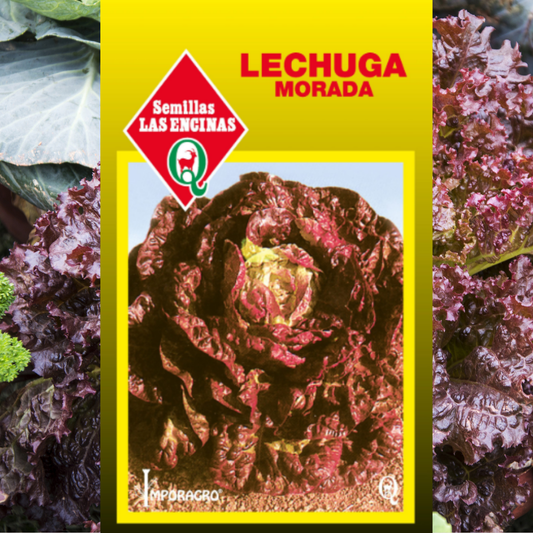 Semilla Lechuga Morada
