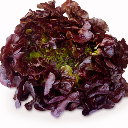 Semilla Lechuga Morada