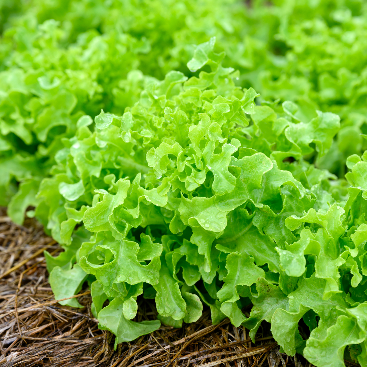 Semilla Lechuga Hoja de Roble