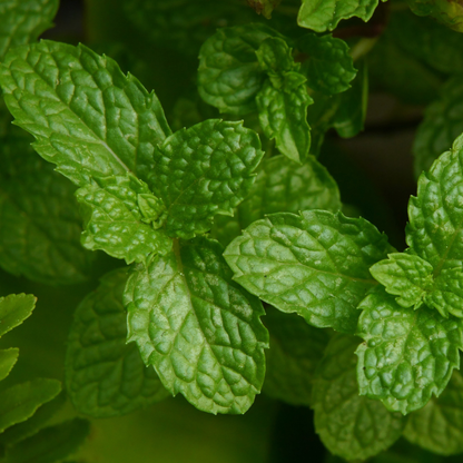 Semilla Menta Piperita