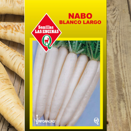 Semila de Nabo