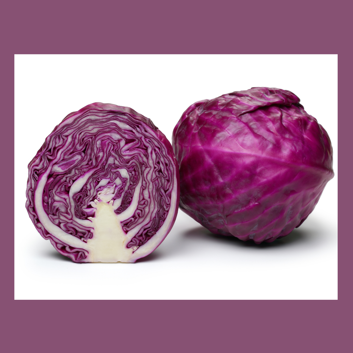 Semilla Repollo Morado