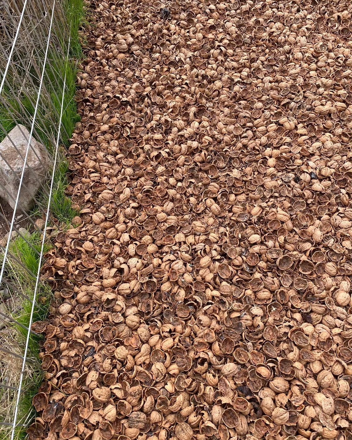 Mulch Cáscara de Nuez (tamaño L) Saco 40 Litros