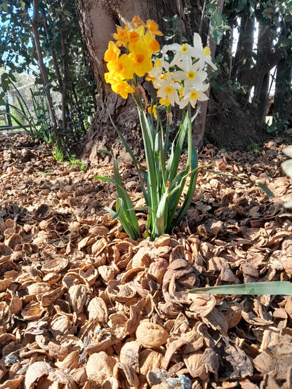 Mulch Cáscara de Nuez (tamaño L) Saco 40 Litros