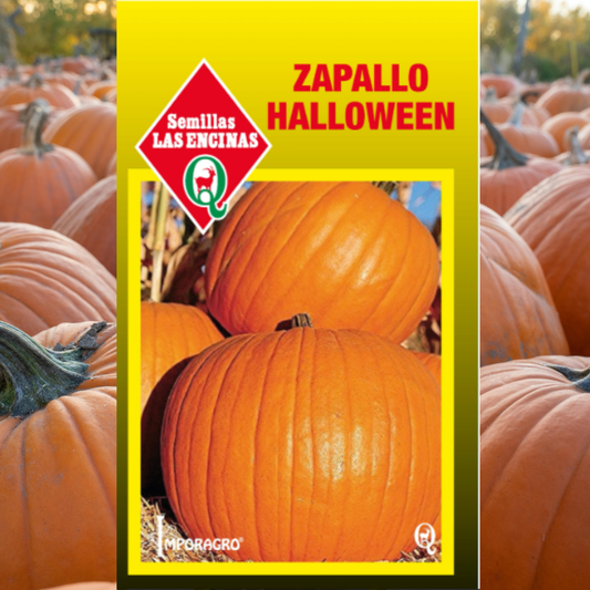 Semilla Zapallo