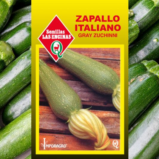 Semilla Zapallo Italiano