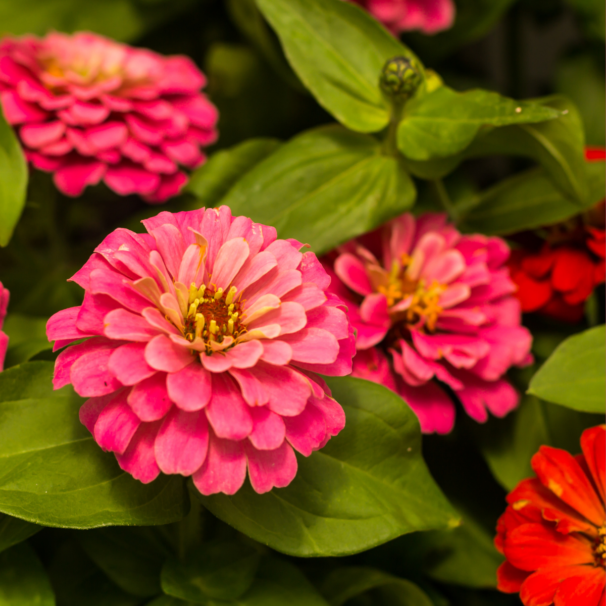 Semilla Zinnia PomPom