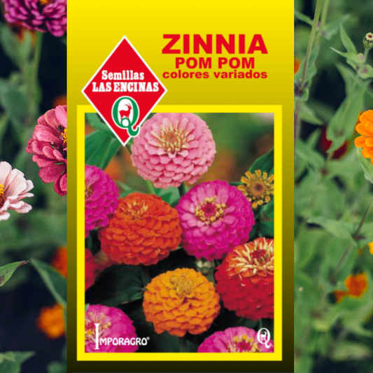 Semilla Zinnia PomPom