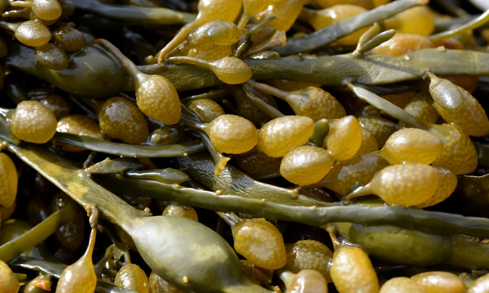 ALGAE Grow Concentrado 3 Litros (Ascophyllum Nodosum)